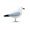 Möwe 'Emma' von hinundweg65